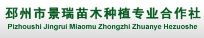 山东银杏树价格表