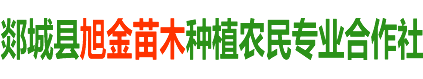 25公分银杏