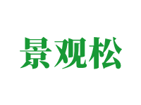 济南造型黑松